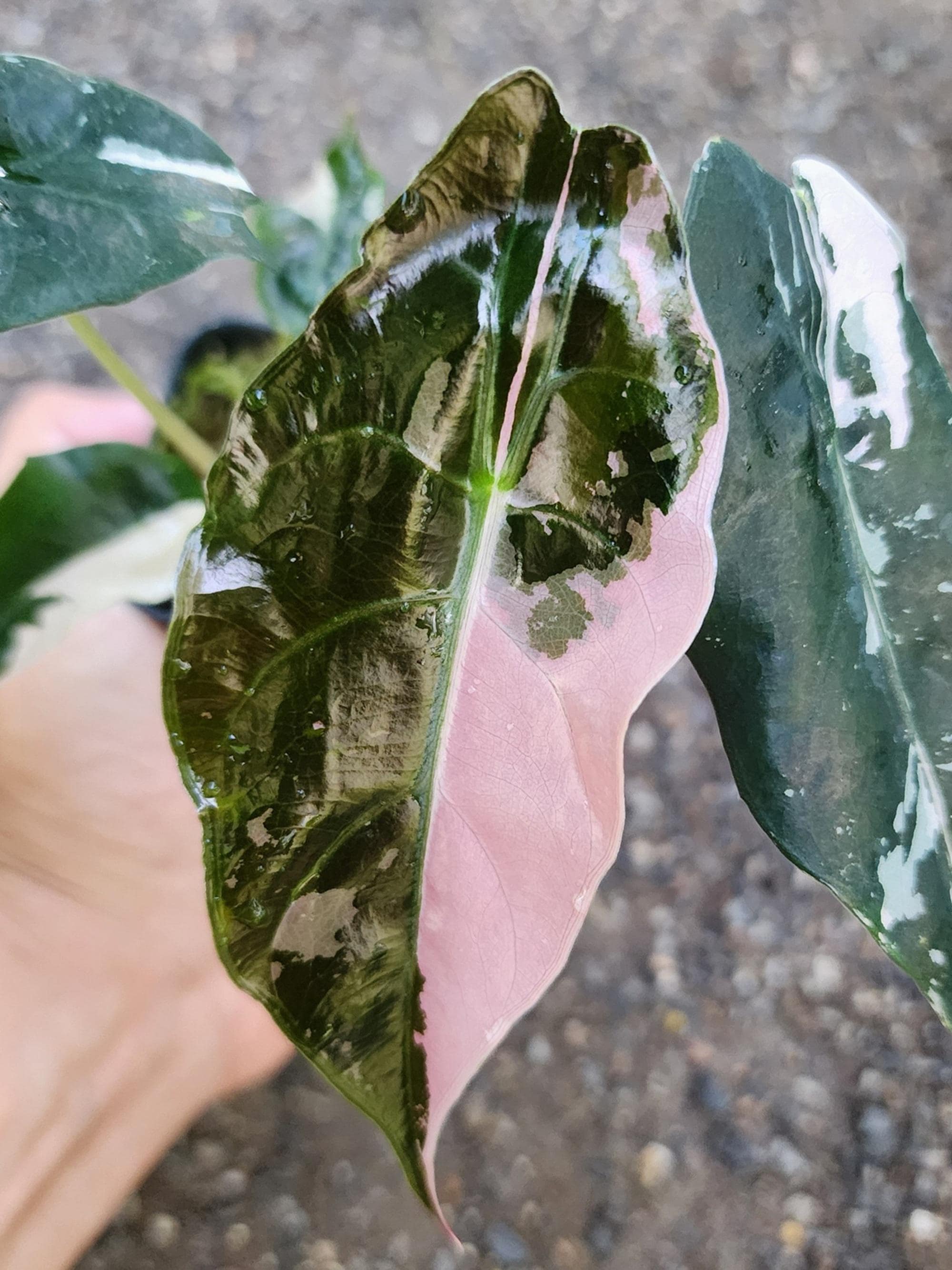 Alocasia chantrieri pink variegated - Etsy 日本