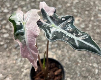 斑入りアロカシア ブラックサトゥーン スターダスト - 希少な組織培養