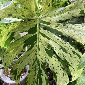 Bulbasaur monstera - Etsy 日本