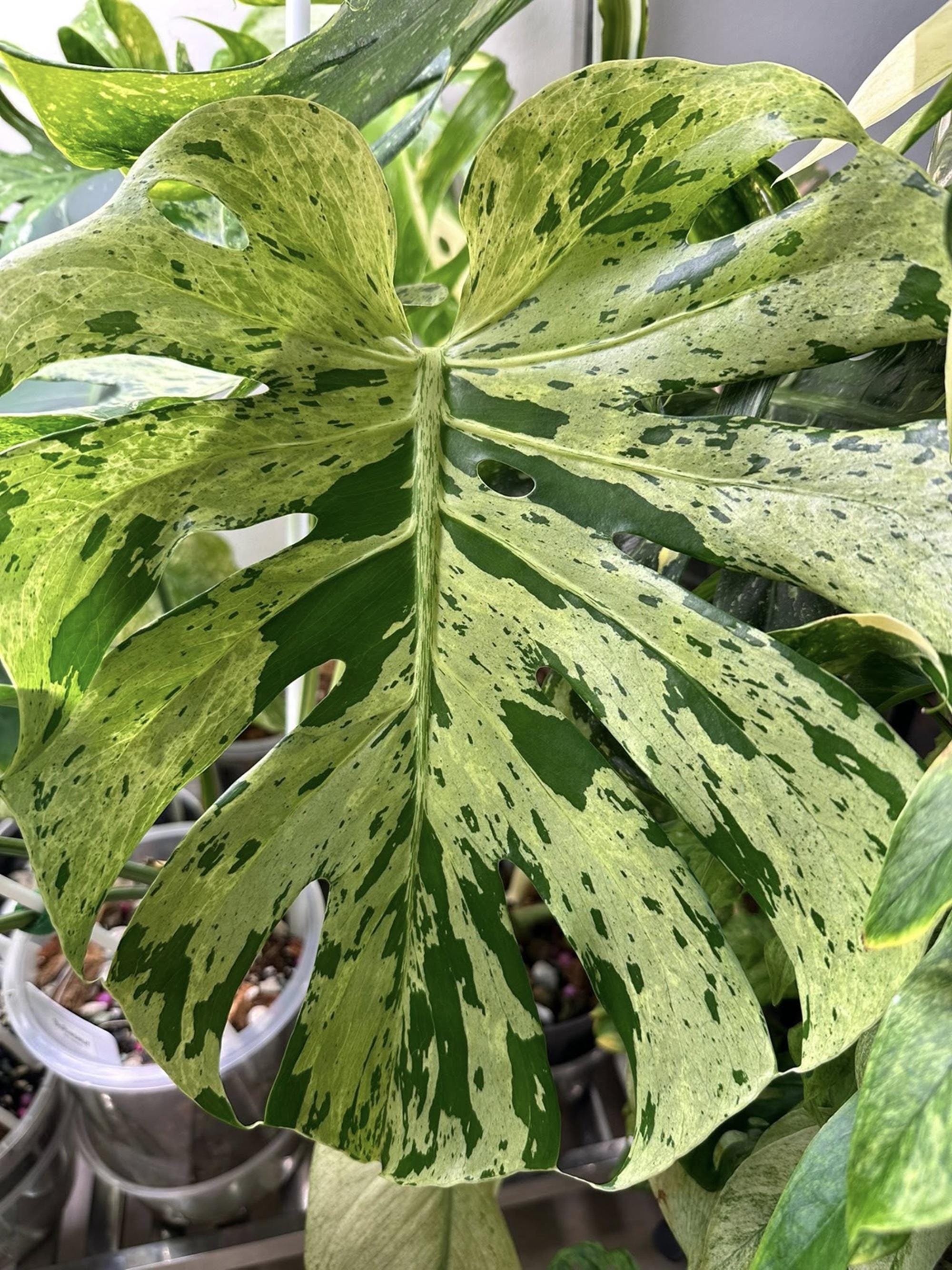 Bulbasaur monstera - Etsy 日本