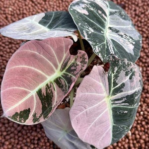 Alocasia black velvet pink variegated - Etsy 日本