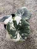 Alocasia Melo Albo Variegated Rare Corms product logo