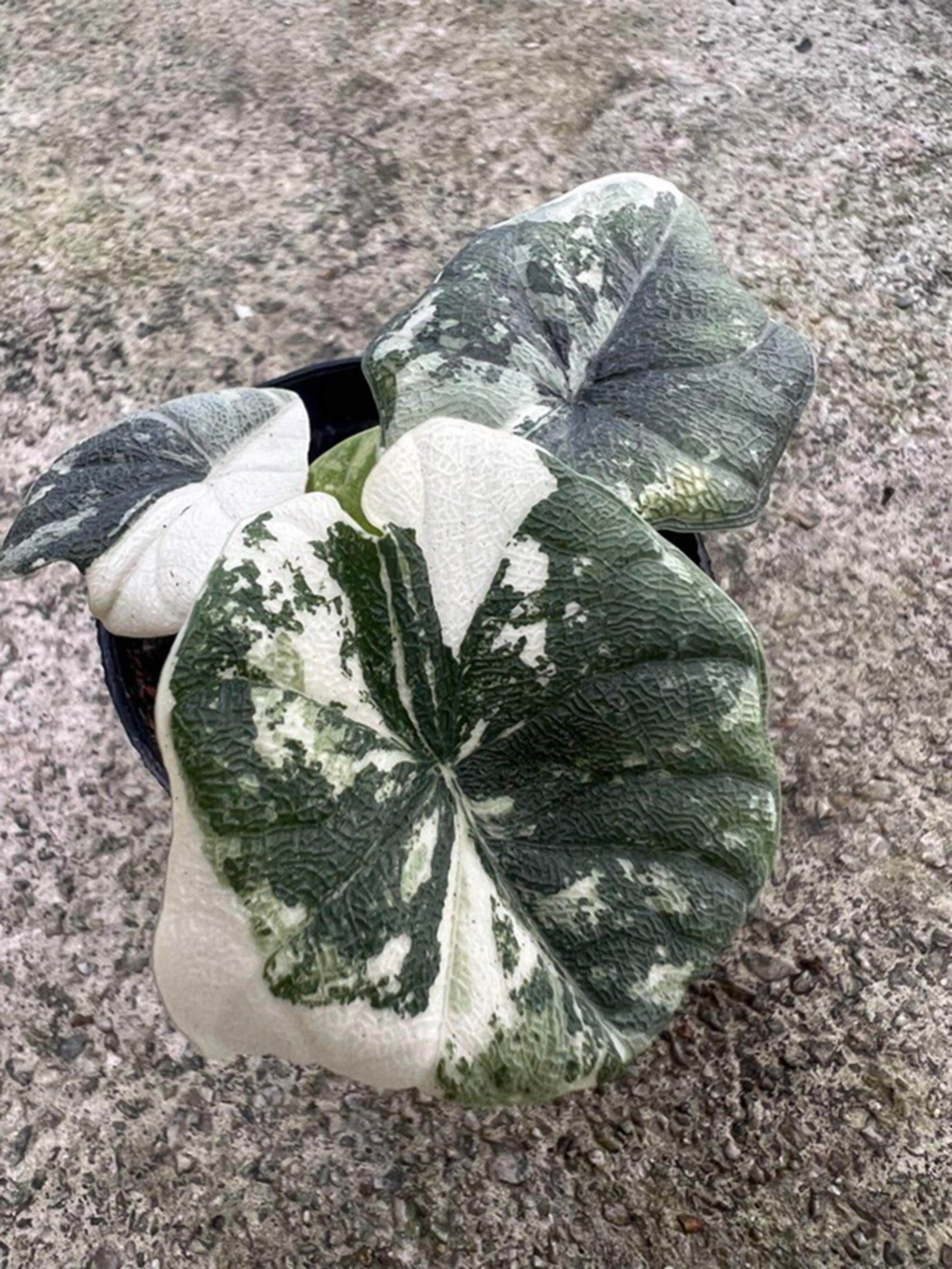 Variegated alocasia maharani - Etsy 日本