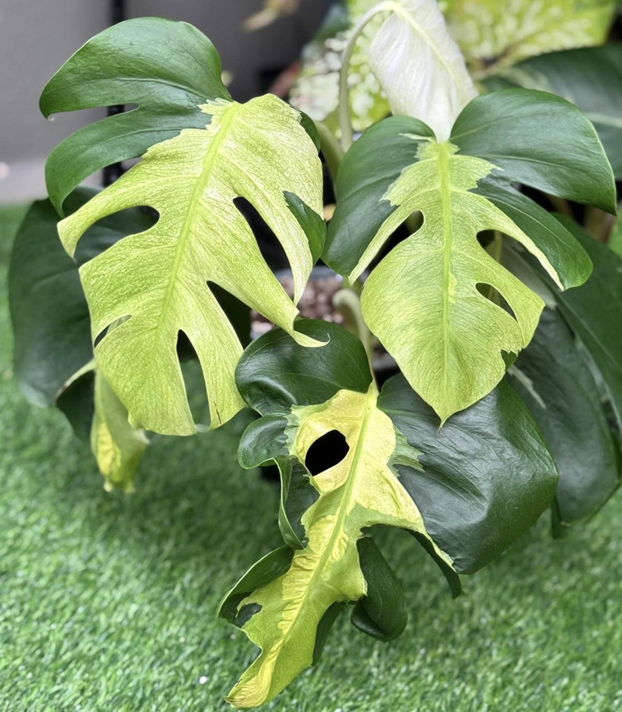 Monstera white lava - Etsy 日本