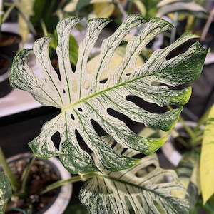 Monstera devil monster - Etsy 日本