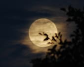 August Moon, 8 x 8, 8 x 10, hazy moon, golden moon, alder branches, full moon photo, moon & clouds, wispy clouds, night sky