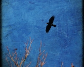 Flight I- Crow in flight, Rook photograph, corvid print, crow photo, black bird in flight, square picture, healing art, spirit guide