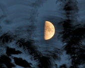 Wind Blown Cherry and Moon, Golden half moon, windy night sky, abstract leaves, waxing first quarter moon. photograph print, No106.