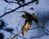 Journey- Crow in flight, Rook photograph, corvid print, crow through trees photo, black bird in flight, healing art, spirit guide