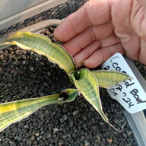 Puede incluir: Primer plano de una pequeña planta con hojas onduladas verdes y amarillas. La planta está en una maceta con tierra oscura. Una mano toca suavemente la planta. Una etiqueta blanca con texto negro es visible.