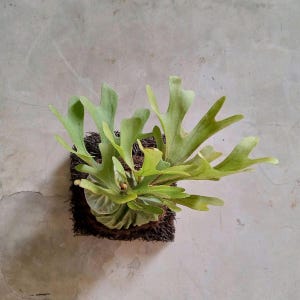 Platycerium ridleyi - Etsy 日本