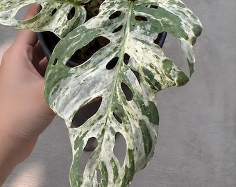 Pode incluir: Uma planta Monstera adansonii variegata num vaso de plástico preto. As folhas apresentam um padrão distinto de variegação branca e verde com fenestrações naturais, que são orifícios ovais distribuídos pela superfície da folhagem.