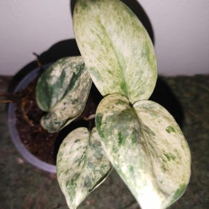 Op de afbeelding: Een kamerplant in een pot met grote, bonte bladeren. De bladeren zijn voornamelijk wit met groene marmering en een hartvorm. De plant staat in een donkere pot tegen een neutrale achtergrond.