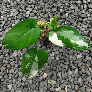 May include: A variegated Philodendron plant with three distinct heart-shaped leaves. One leaf is solid deep green, while the other two leaves feature a mix of dark green and creamy white variegation. The plant is rooted in a small pot with moss.