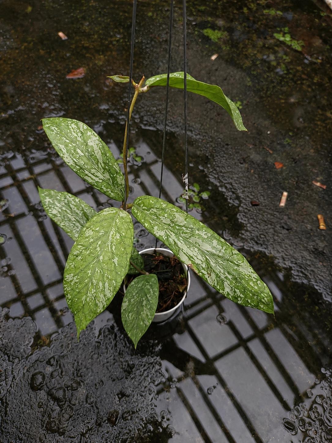 Hoya aceh - Etsy 日本