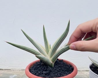 Sansevieria Royal Crown White Variegated Rare Exotic Snake Plant