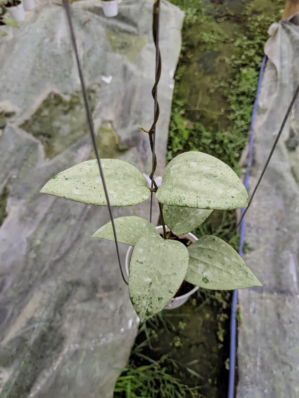 Hoya glabra - Etsy 日本