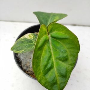 Sällsynt Anthurium Ace of Spades × King Hybrid – Tropisk samlarväxt
