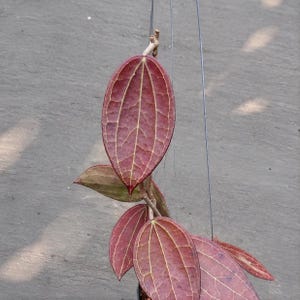May include: A hanging plant featuring several large, oval-shaped leaves with a deep reddish-purple hue. The leaves display a prominent, light-colored vein pattern that creates a distinct grid-like texture across the surface of each foliage piece.