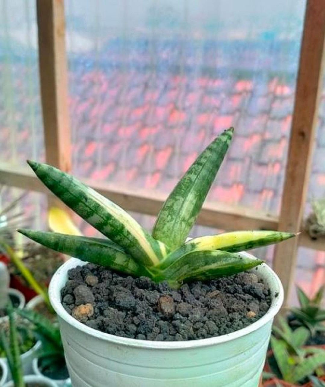 Boncel Sansevieria Boncel White Variegata – Elegant Variegated Snake Plant - Etsy