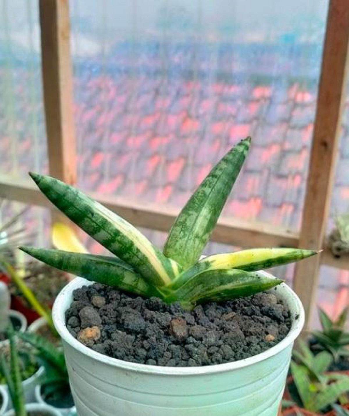 Sansevieria boncel - Etsy 日本