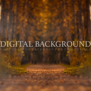 Foggy Fall in the Woods Digital Backdrop I Autumn Digital Background