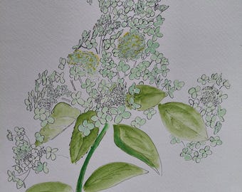 Plant art, detailed original artwork watercolour illustration Theme hydrangea flower