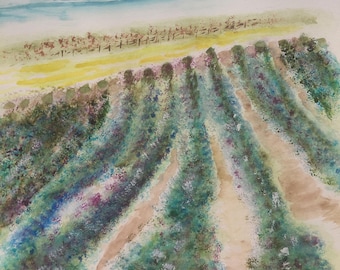 Lavender field  what a veiw