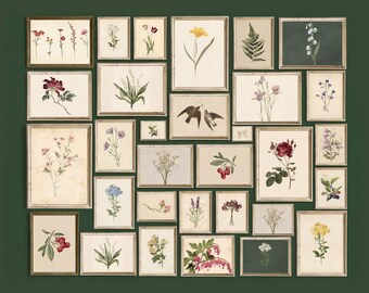 100+ Botanical Bundle Set, Floral Wall Art Bundle, Botanical Drawings & Flower Sketches, Digital Download Gallery Wall Set, image 3