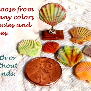 Miniature Shells Scallops Dollhouse 1 Inch Scale Polymer Clay