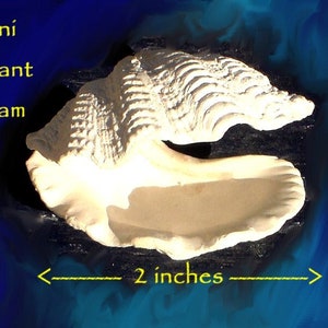 Miniature Giant Clam Mermaid Scene