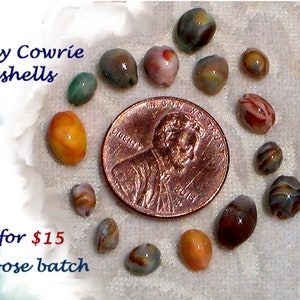 Tiny Seashells Cowries 1:12 Escala Casa de Muñecas Miniatura Micro Conchas