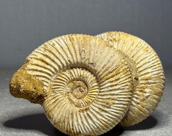 化石殻マトリックス付き黄鉄鉱化アンモナイト | 26 mm | A66