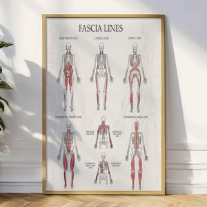 Könnte beinhalten: Ein gerahmtes Poster mit dem Titel "FASCIA LINES". Es zeigt anatomische Diagramme des menschlichen Körpers, die verschiedene Faszienlinien in Rot hervorheben. Die Diagramme sind mit Begriffen wie "DEEP FRONT LINE" und "SPIRAL LINE" beschriftet.