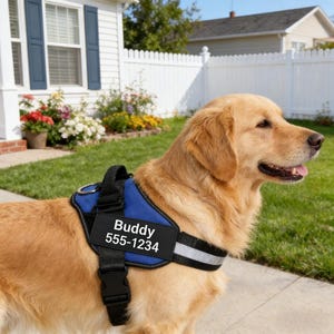 Può includere: Un golden retriever indossa un'imbracatura blu e nera per cani da assistenza. L'imbracatura ha una striscia riflettente e una toppa con la scritta "Buddy" e un numero di telefono. Il cane è all'aperto in una giornata di sole.