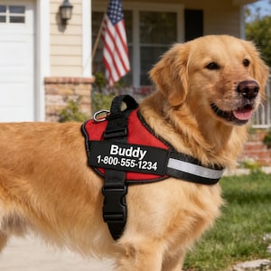 Puede incluir: Un golden retriever con un arnés rojo y negro con el nombre "Buddy" y un número de teléfono. El arnés tiene una banda reflectante y un anillo metálico para una correa. El perro está al aire libre frente a una casa con una bandera estadounidense.