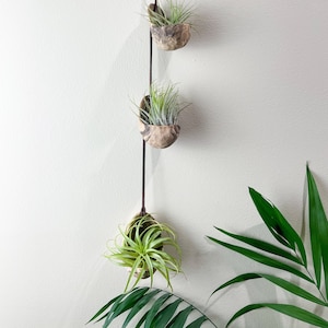 variegated  Hanging Air Plant Holder, Air Plant Holder, Planters, Wall Hanging