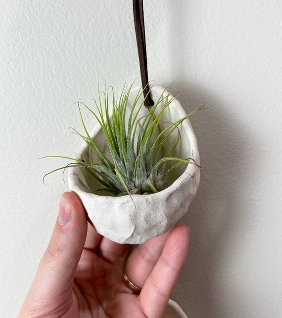 green, antique gray Large Hanging Air Plant Holder