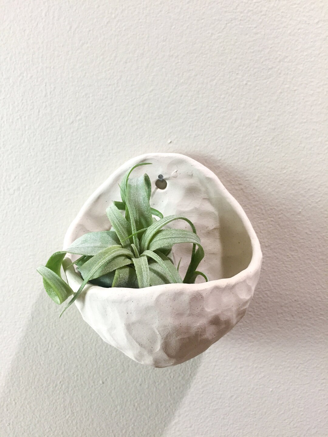 Wall Mounted Air Plant Holder Air Plant Holder Air Plants Etsy