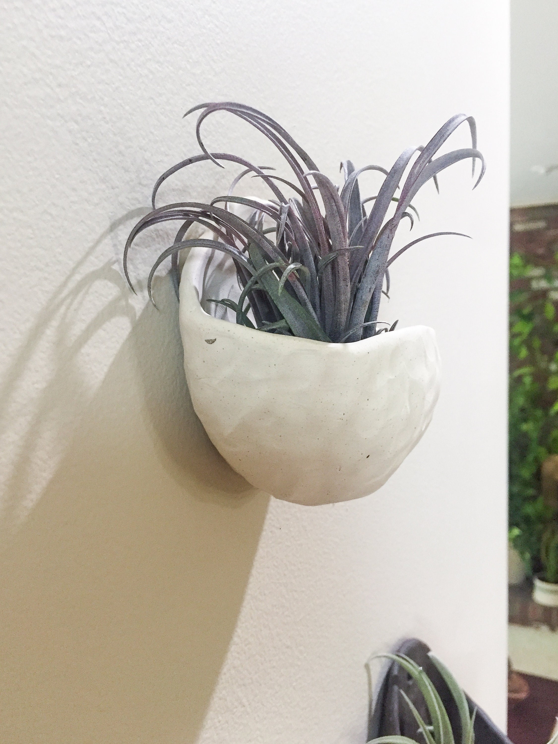 Wall mounted Air Plant Holder Air plant holder Air plants Etsy