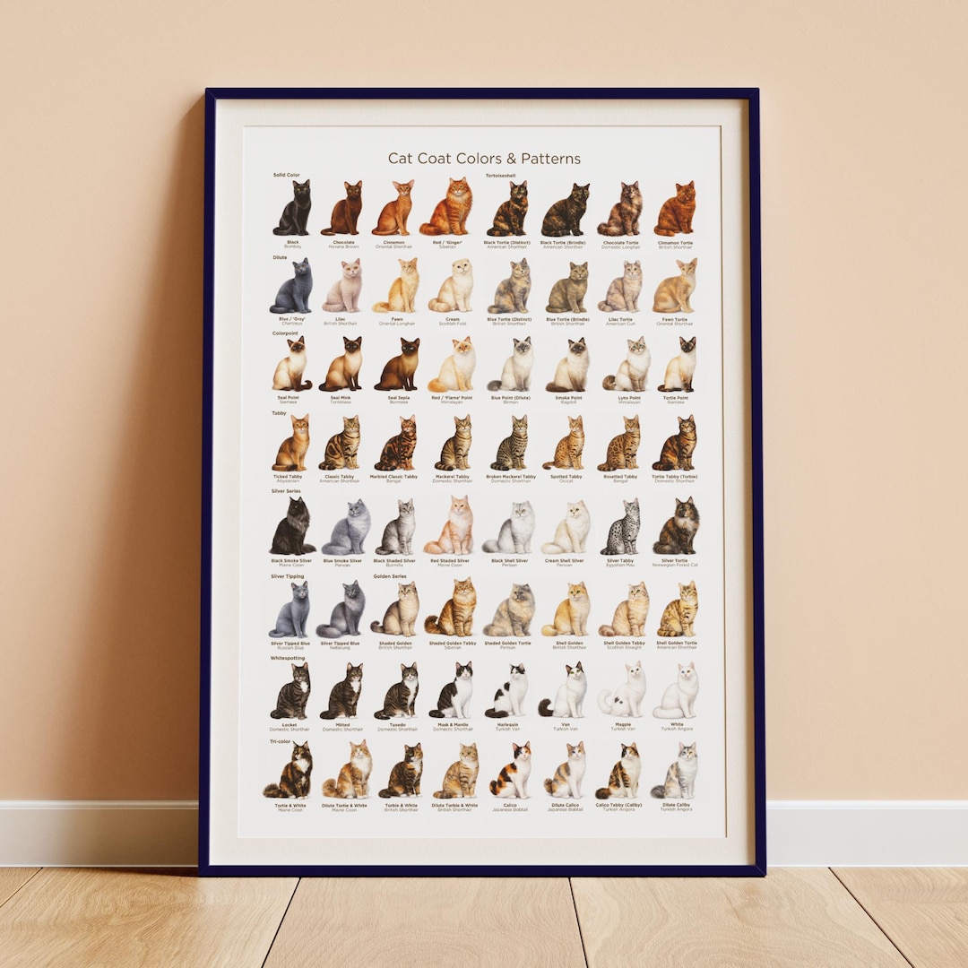 Cat Coat Colors & Patterns Poster: Montessori Inspired Educational Cat ...