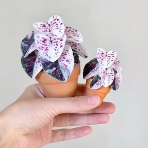 May include: Two small potted plants with white leaves speckled with red and dark green accents. The plants are in small terracotta pots. The plants are held in a person's hand.