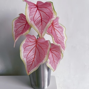 May include: A potted Caladium plant with large, heart-shaped leaves. The leaves are a vibrant pink with red veins and a white border, set in a silver metal pot. The plant sits on a white shelf against a white wall.
