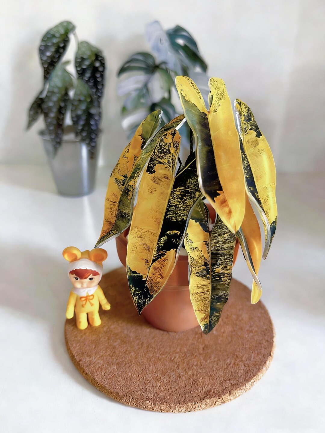 money tree money tree Braided Money Tree main image 1