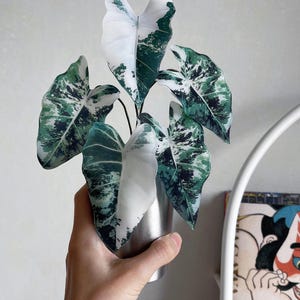 May include: A potted plant with large, variegated leaves in shades of white and green. The plant is held in a small, silver-colored metal container. The leaves have a unique pattern, with sections of solid white and areas of mottled green.