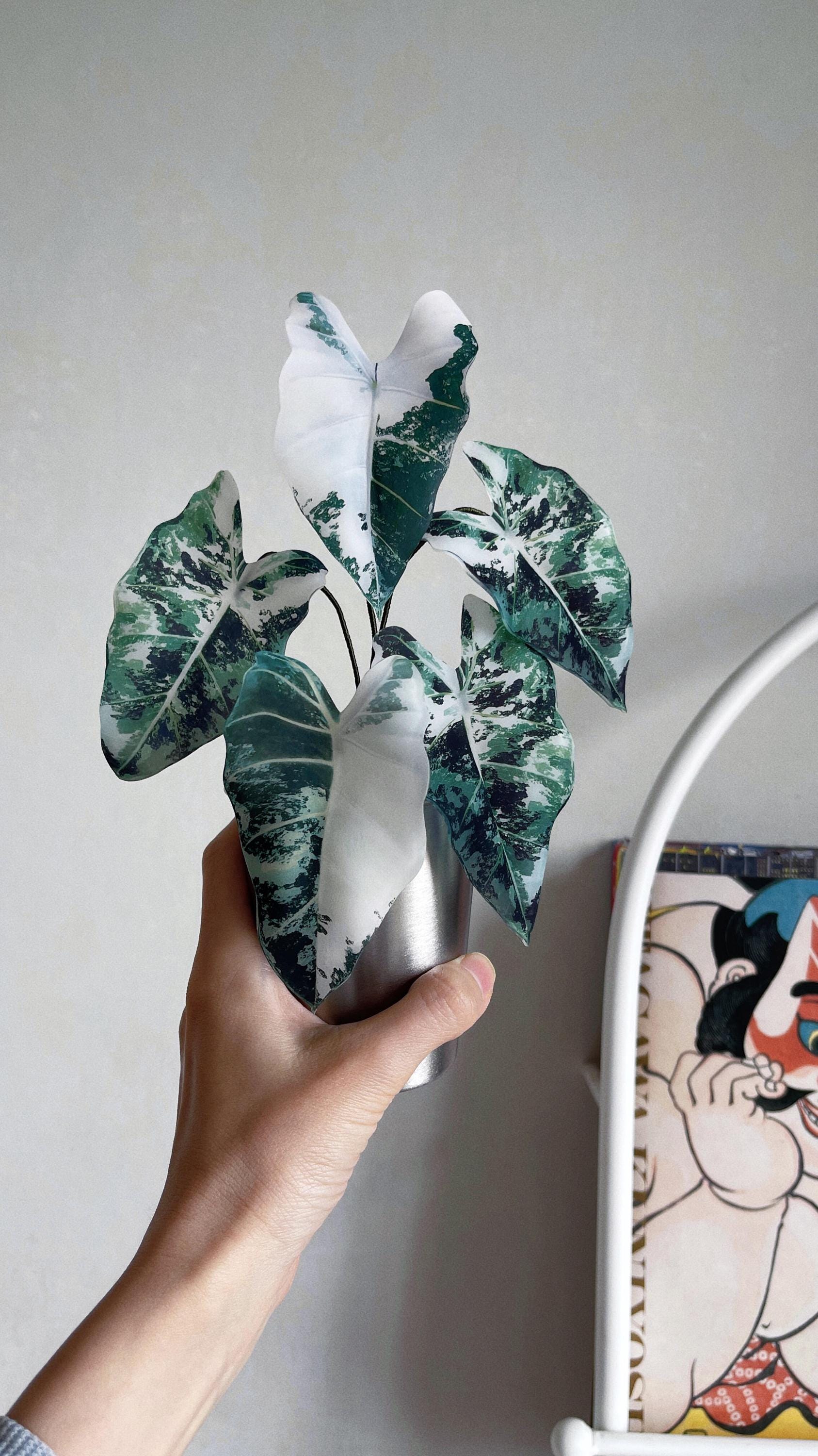 Alocasia variegated frydek - Etsy 日本