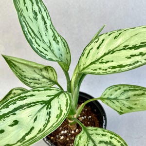 May include: A potted plant with large, green and white variegated leaves. The leaves have a distinct pattern of dark green stripes on a light green background.