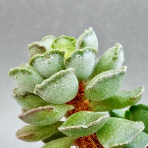 May include: A close-up of a succulent plant with soft, green, velvety leaves. The leaves have a unique, rounded shape and are edged with a lighter green colour. The plant's stem is covered in fine, brown fibres, and the background is a soft grey.