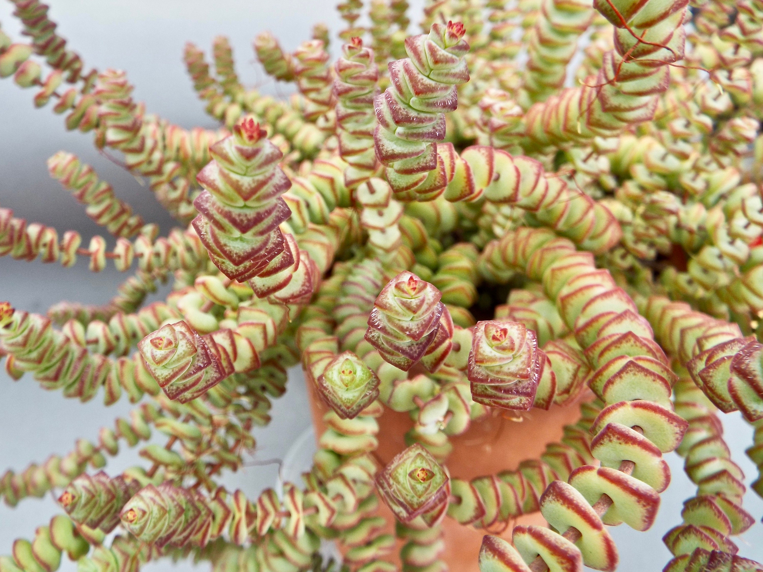 Succulent Jade Necklace Plant Crassula Marnieriana Etsy