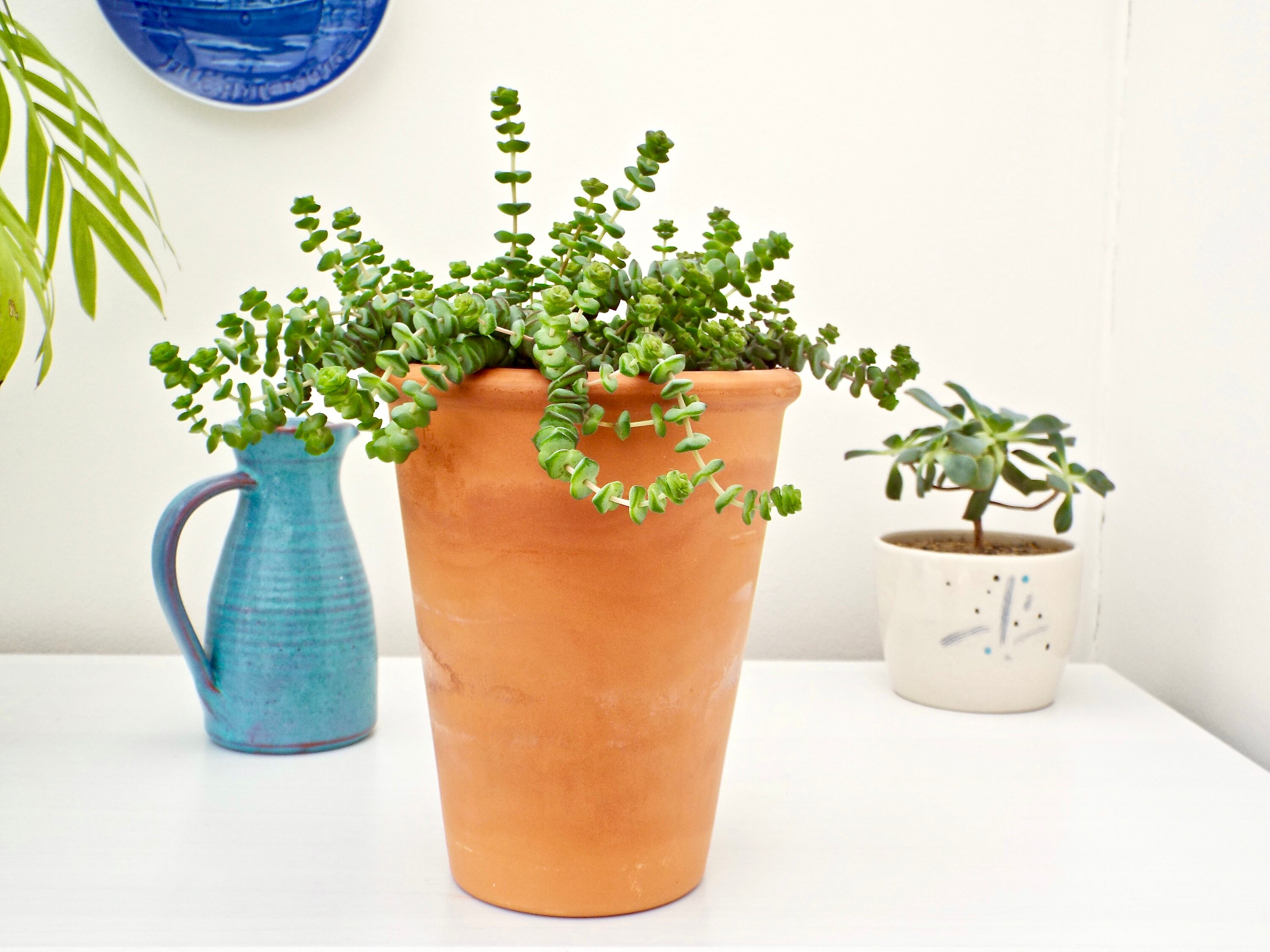 Succulent Jade Necklace Plant Crassula Marnieriana Etsy UK